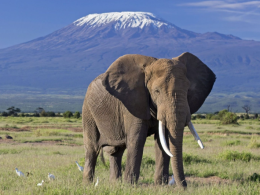 Amboseli-national-park.png