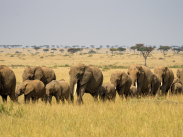 Maasai-Mara-Elephants.png