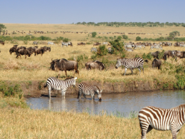 Maasai-Mara-National-Park-1.png