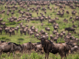 Maasai-Mara-Wildebeest.png