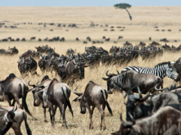 Maasai-Mara.png