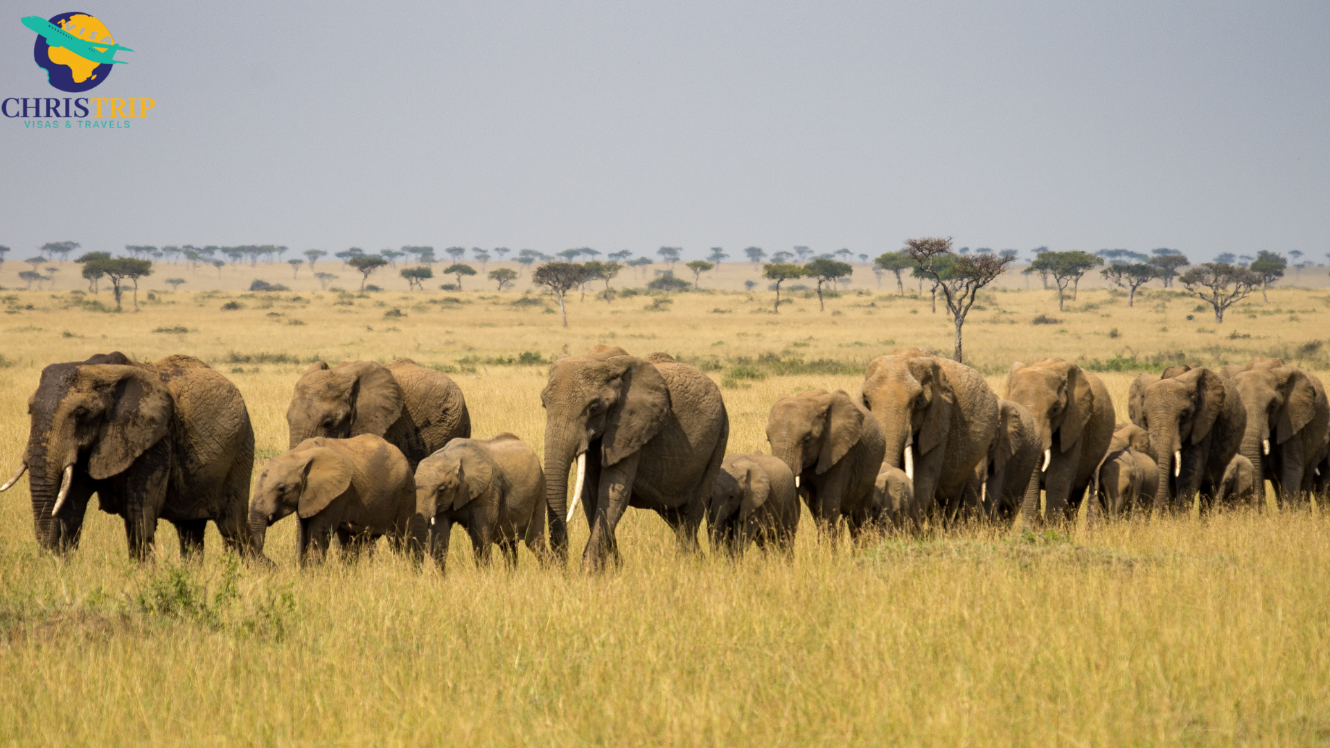 Maasai-Mara-Elephants.png