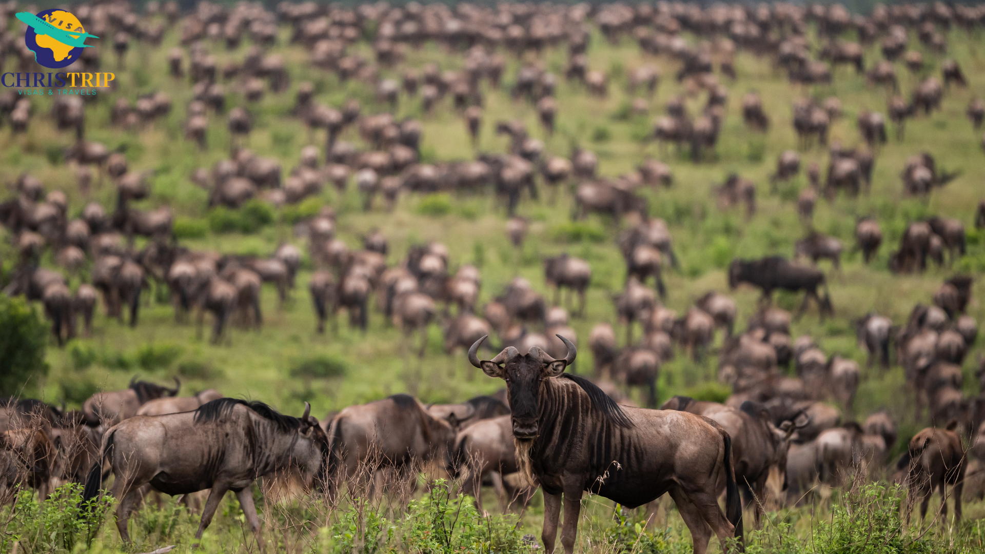 Maasai-Mara-Wildebeest.png