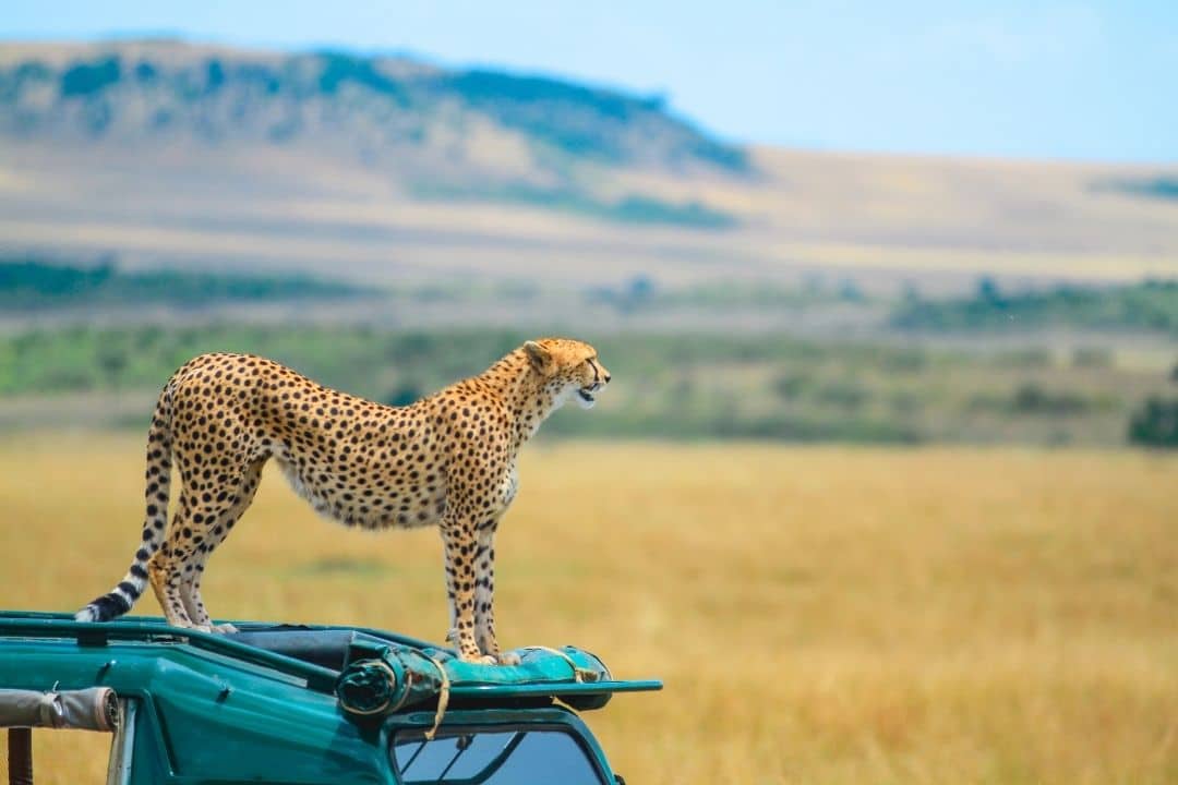 masaimara1