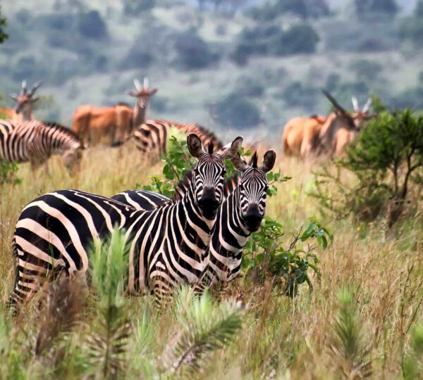 akagera national park 600x540