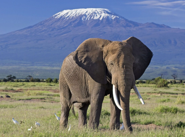amboseli national park 600x443
