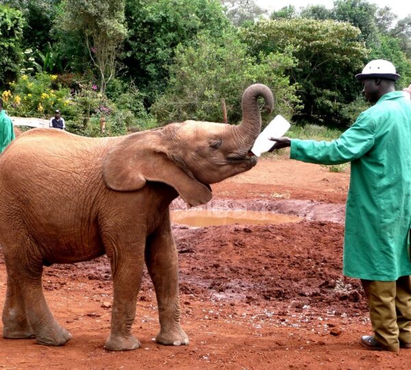 david sheldrick elephant orphanage 600x540