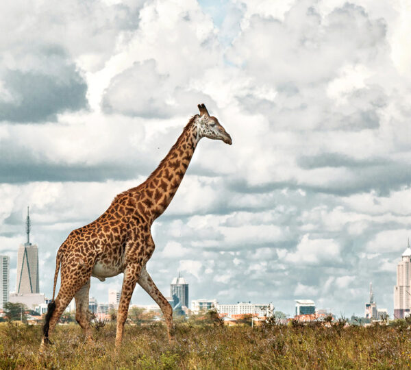 diana mara the march of man nairobi national park 600x540