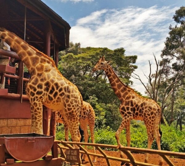 giraffe centre 1 600x540