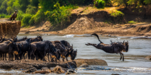Best Travel Company for Tanzania Safari