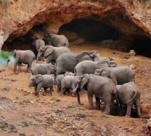 Affordable Safari Company For Kenya Safari