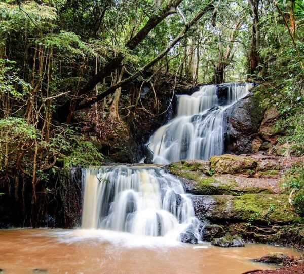 karura forest 600x540