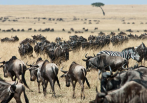 When is the Best Time to See the Great Migration in Maasai Mara?