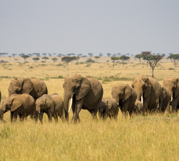 maasai mara elephants 600x540