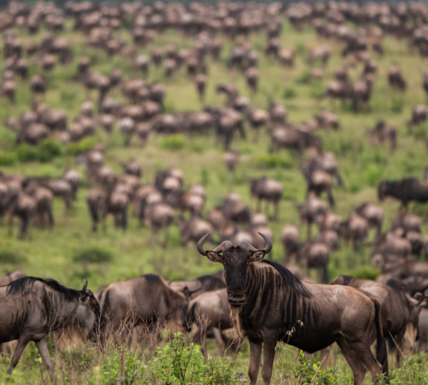 maasai mara wildebeest 600x540