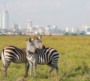 Affordable Safari Company For Kenya Nairobi Excursions