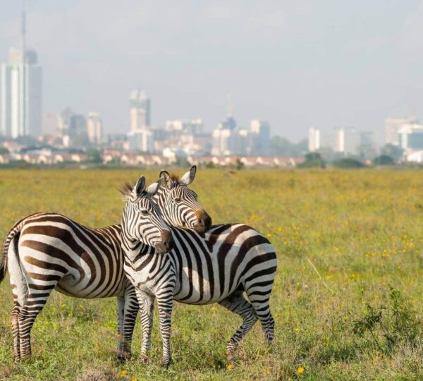 nairobi national park 600x540
