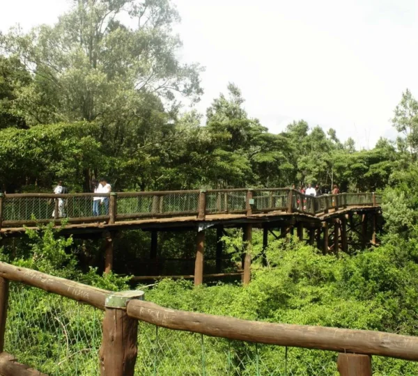 Best Travel Company For Kenya Nairobi Excursions nairobi safari walk 600x540