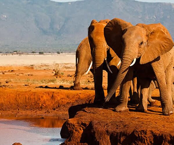 tsavo east national park 600x500