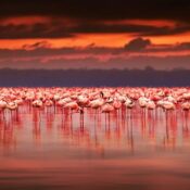 lake nakuru flamingos in red sunset 175x175