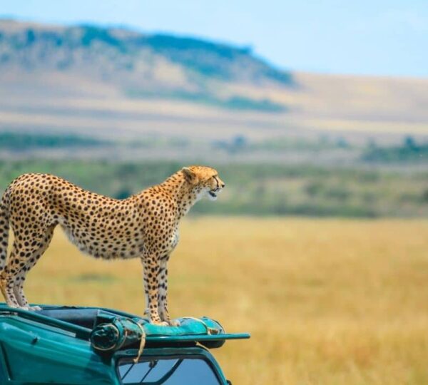 masaimara1 600x540