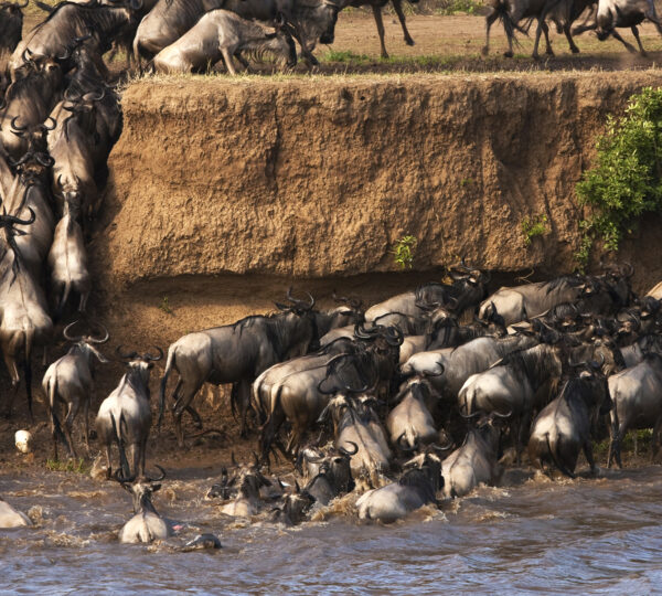 masaimara2 600x540