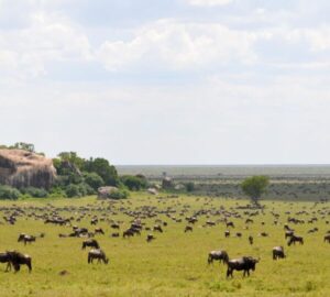 Affordable Safari Company For Tanzania Safari
