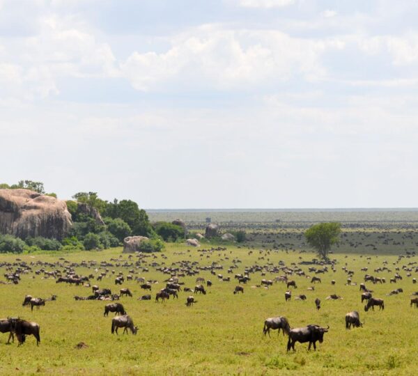 serengeti 2 600x540