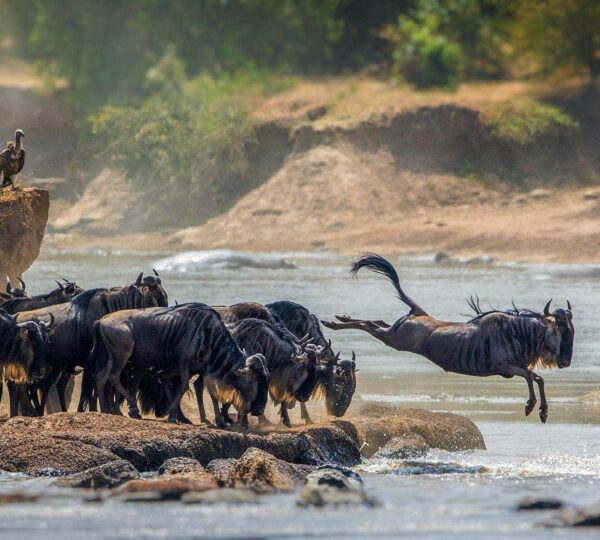 serengeti 600x540