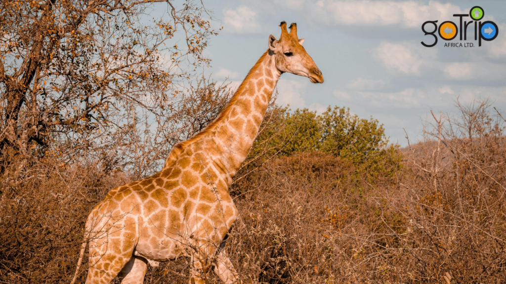 amboseli national park tours (4)
