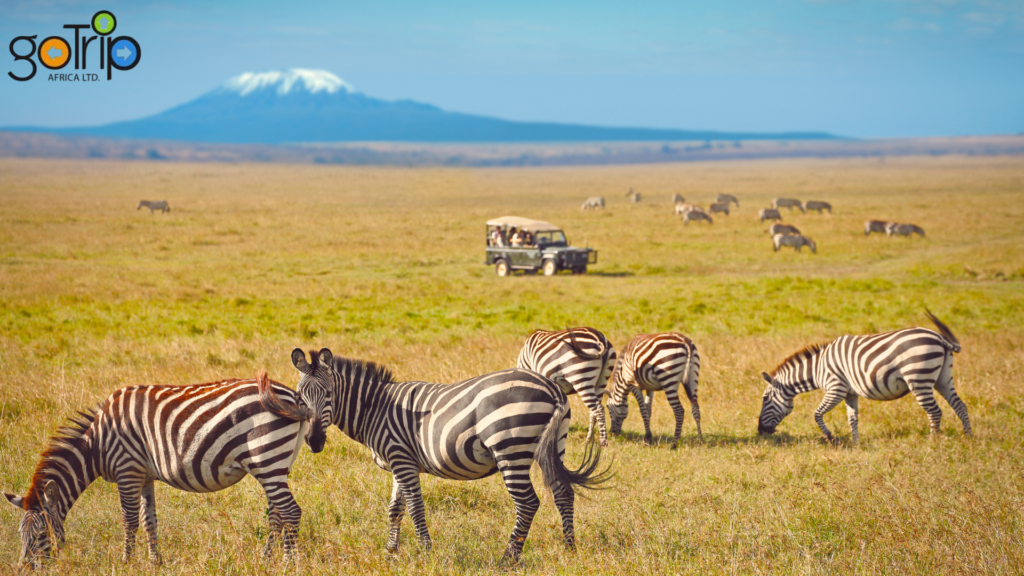 amboseli national park tours (5)