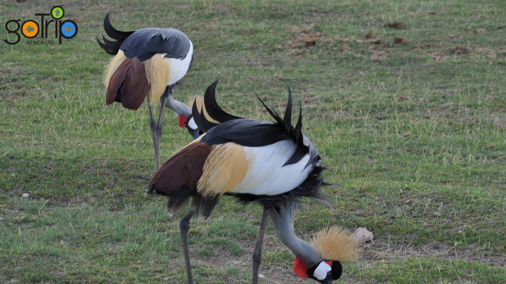 amboseli national park tours (6)