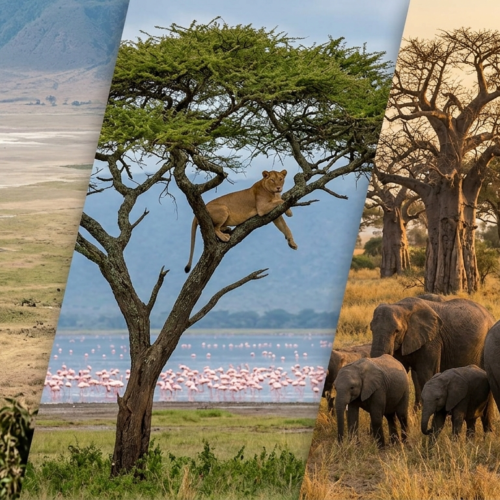 5 DAYS TANZANIA SAFARI: 1 NIGHT MANYARA/ 1 NIGHT SERENGETI/ 1 NIGHT NGORONGORO / 1 NIGHT TARANGIRE
