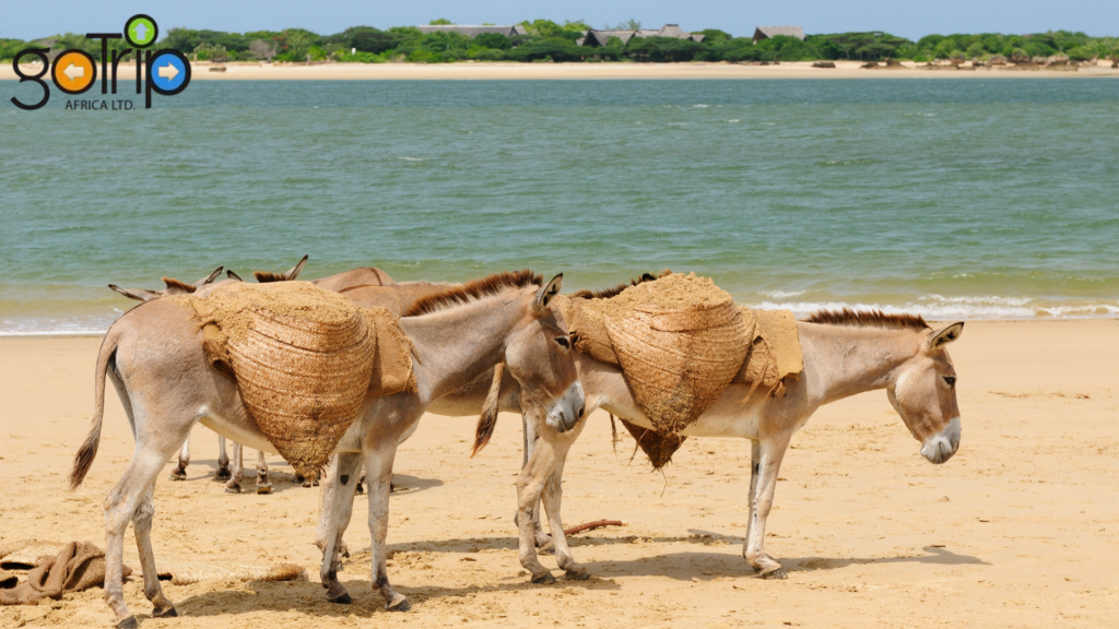 lamu archipelago 1