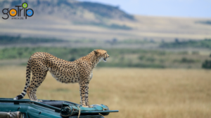 Best Masai Mara Safari Companies In Kenya