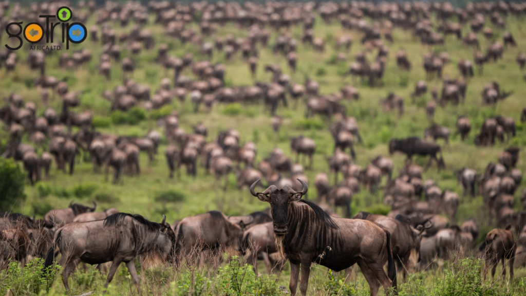 maasai mara 2