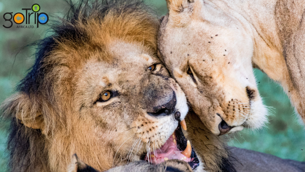 maasai mara 3