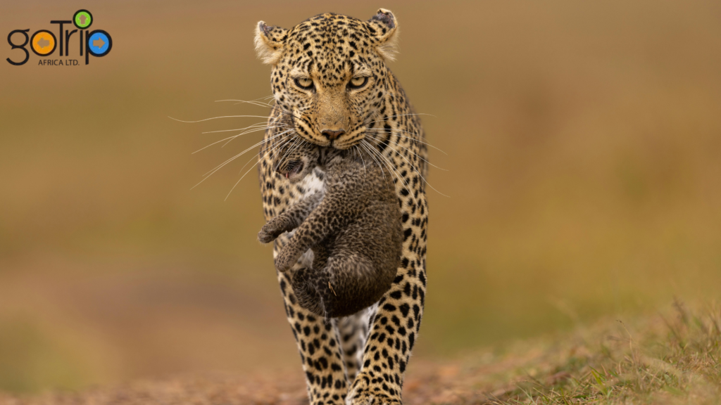 maasai mara 4