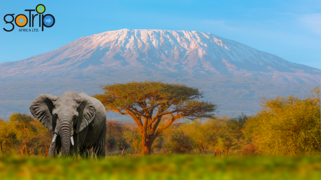 mt.kilimanjaro,tanzania
