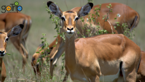 Best Travel Company To Nairobi National Park