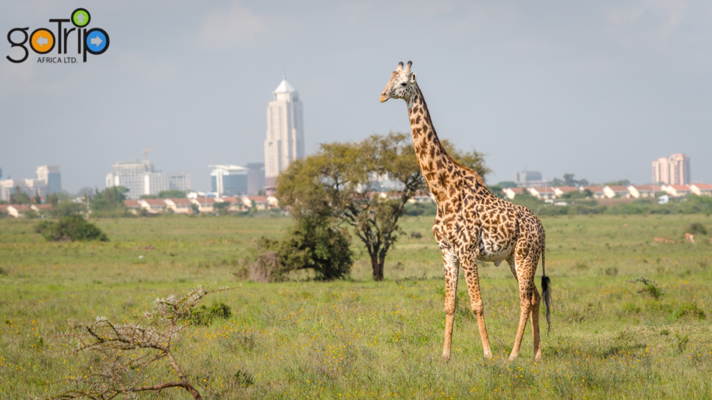 Affordable Safari Company To Nairobi National Park nairobi national park