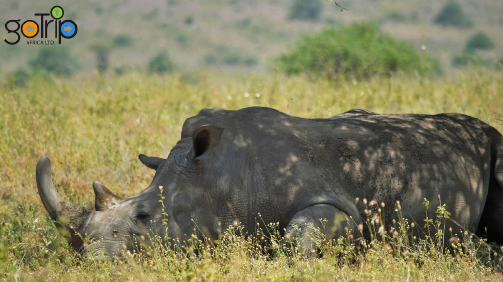 nairobi national park (2)
