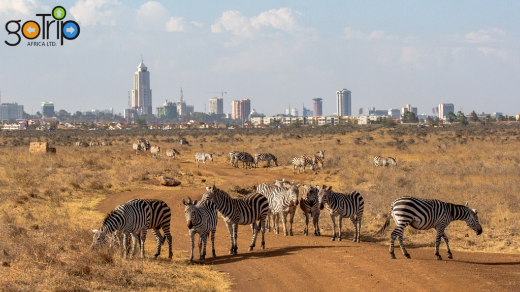 nairobi national park (3)