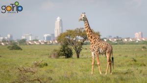 Affordable Safari Company To Nairobi National Park