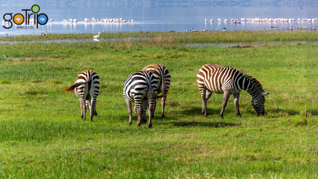 nakuru 1