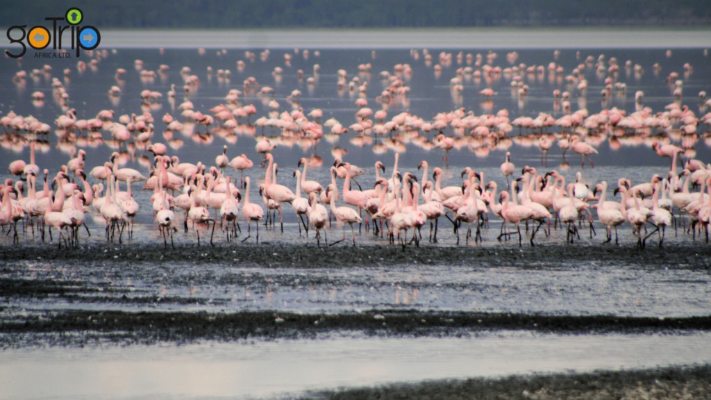nakuru 2