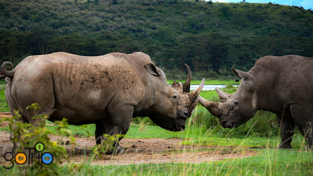 nakuru 3