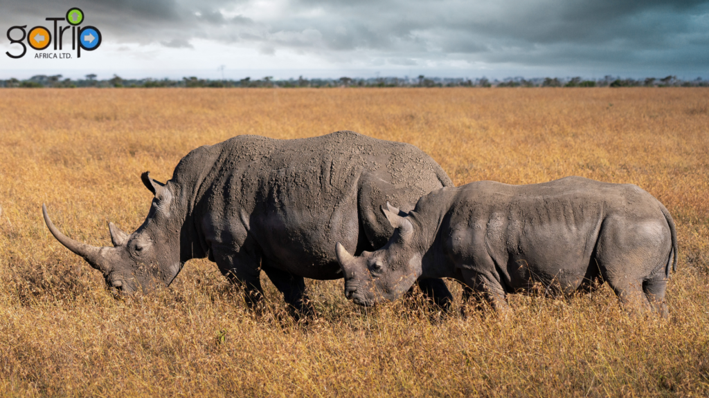 pejeta 1