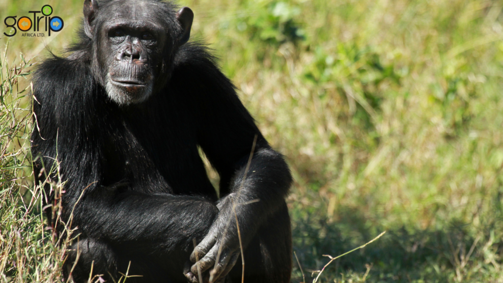 pejeta 2
