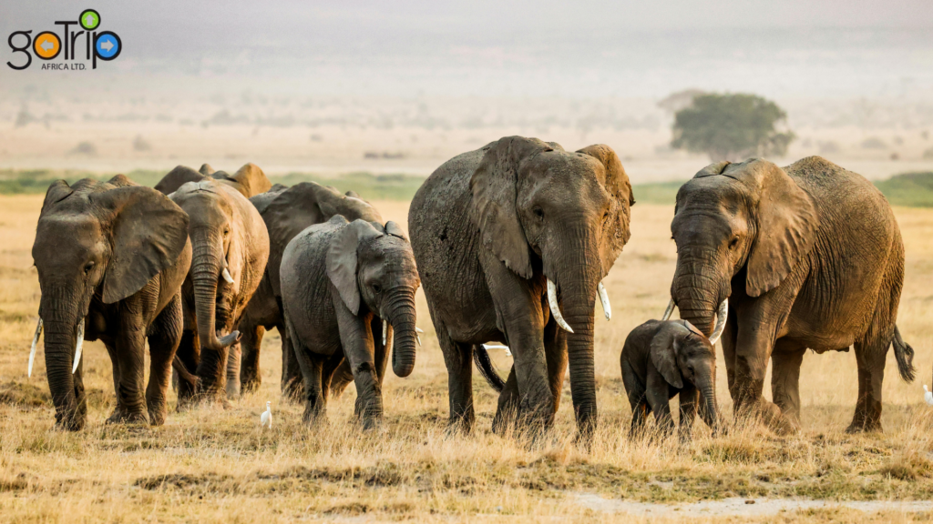 pejeta 3